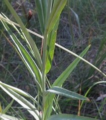 Lysimachia ephemerum