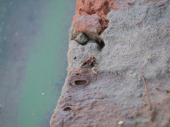 Camponotus rosariensis