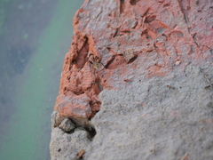 Camponotus rosariensis