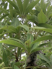 Sterculia murex