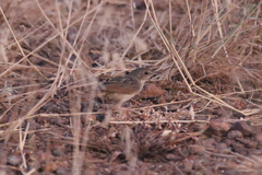 Cisticola marginatus