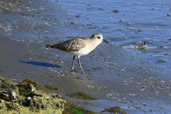 Pluvialis squatarola