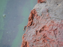 Camponotus rosariensis