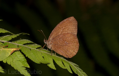 Godartiana muscosa