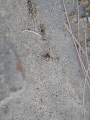 Camponotus rosariensis