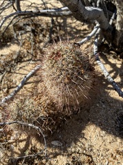 Mammillaria hutchisoniana hutchisoniana