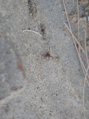 Camponotus rosariensis