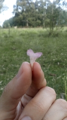Agalinis communis