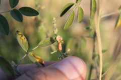 Indigofera jamaicensis