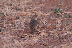 Cisticola marginatus