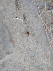 Camponotus rosariensis