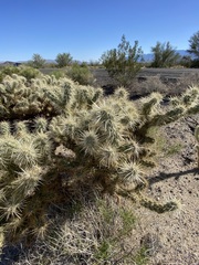 Cylindropuntia sanfelipensis