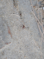 Camponotus rosariensis