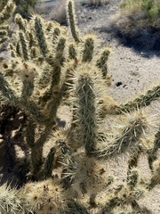 Cylindropuntia sanfelipensis