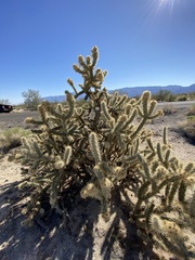 Cylindropuntia sanfelipensis