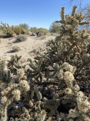 Cylindropuntia sanfelipensis