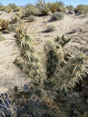 Cylindropuntia sanfelipensis