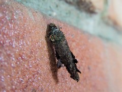 Tineoidea