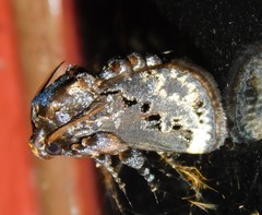 Scotinochroa inconsequens