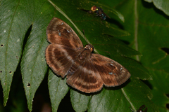 Quadrus ineptus