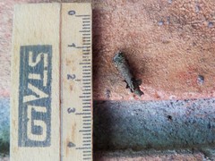 Tineoidea