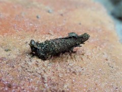 Tineoidea