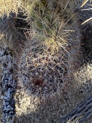 Mammillaria hutchisoniana hutchisoniana