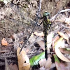 Orthetrum albistylum speciosum
