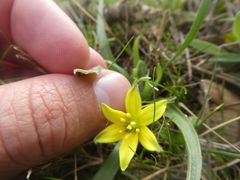 Gagea granatellii