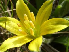 Gagea granatellii