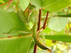 Sphodropoda quinquedens