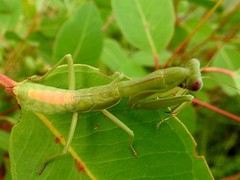 Sphodropoda quinquedens