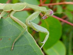 Sphodropoda quinquedens