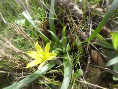 Gagea granatellii