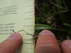 Gagea granatellii