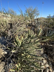 Cylindropuntia tesajo