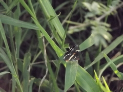 Chlosyne lacinia crocale