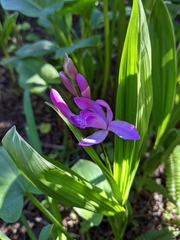 Bletilla