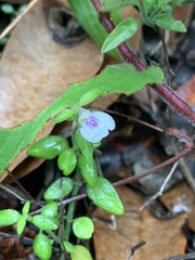 Justicia protracta protracta