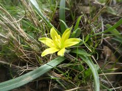 Gagea granatellii