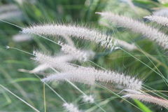 Cenchrus setaceus