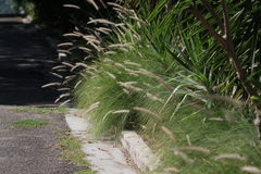 Cenchrus setaceus