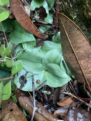 Habenaria trilobulata