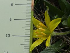 Gagea granatellii