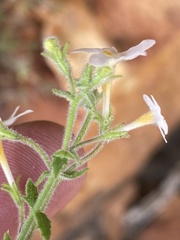 Chaenostoma decipiens