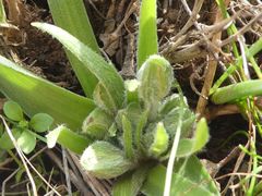 Gagea granatellii