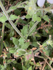 Chaenostoma decipiens