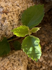 Acalypha californica