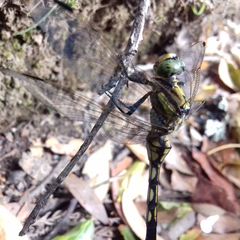 Orthetrum albistylum speciosum