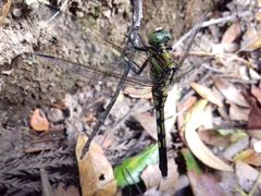 Orthetrum albistylum speciosum